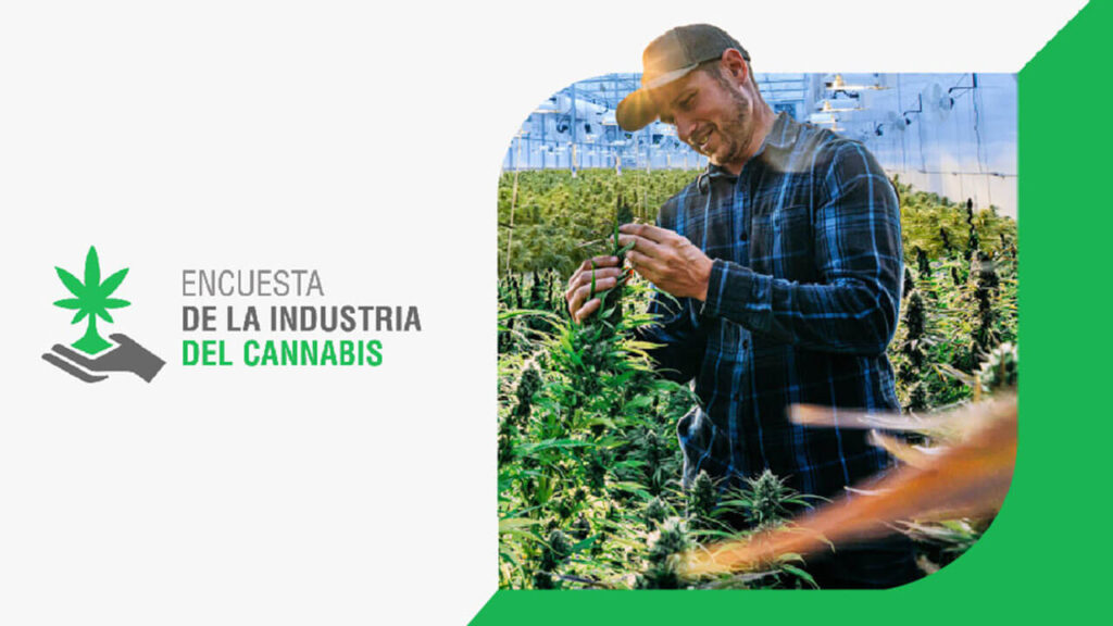 Resultados de la Encuesta de la Industria del Cannabis